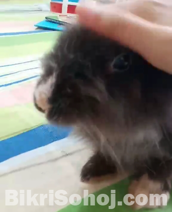 Gaint Angora Rabbit Exhibition